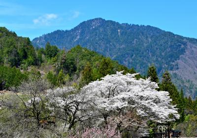 春の馬籠~妻籠ハイキング