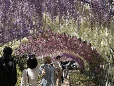女ひとり1泊2日福岡空港利用★藤のベストシーズンがやってきた！公共機関で河内藤園+平戸