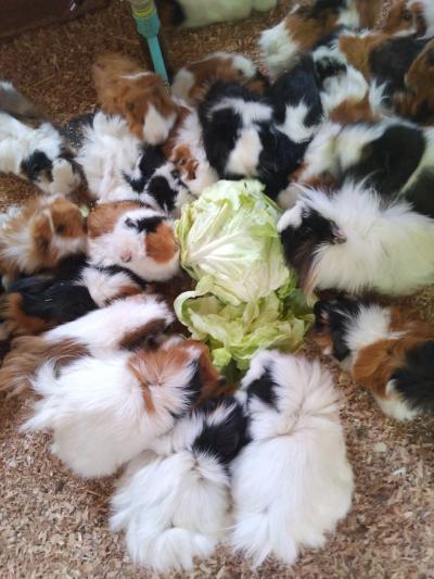 キャベツ丸ごと1個食べているモルモット。