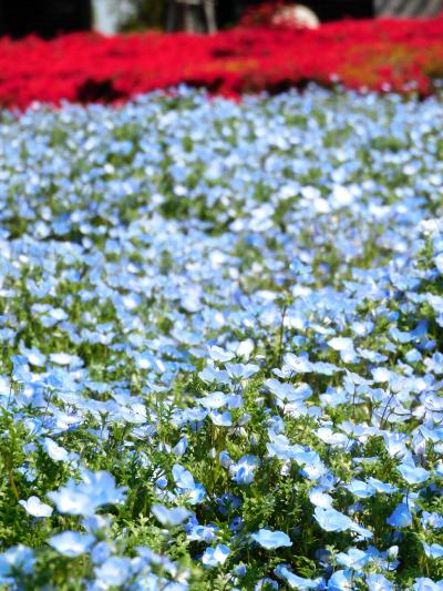 ネモフィラや久留米つつじなどが咲くひまわりの丘公園