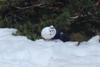 立山・もこもこ冬羽の雷鳥チャレンジ！～前編