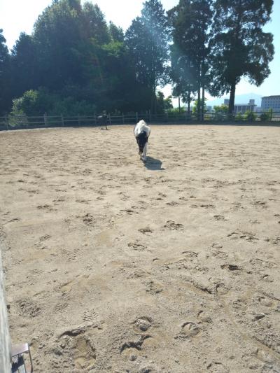 2025年の『昭和の日』のモルモット