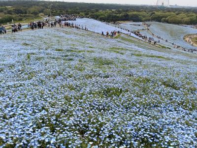 人、人、人がいっぱいのひたち海浜公園とあしかがフラワーパーク