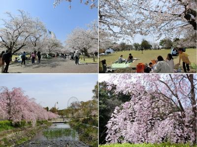 大阪万博記念公園で桜三昧の２日間。初日は「東大路周辺」で”染井吉野”を、翌日は「桜の流れ周辺」で”枝垂れ桜＆染井吉野”を楽しむ。（2025）