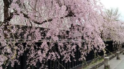 みちのく三大桜めぐりツアーで行ってきた②　角館と宿