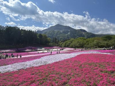 秩父でハイキング　武甲山と芝桜の羊山公園からスタート