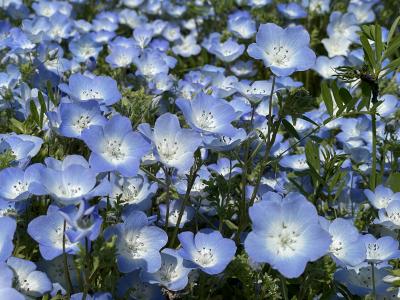 ネモフィラを見てきました