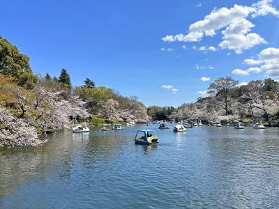 春の三鷹　井の頭恩賜公園　桜