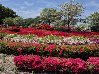 牛島の藤と館林・つつじが岡公園