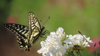 ビバホーム横の通りの花壇付近を散策
