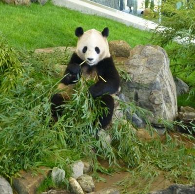 昔の旅行記～さよならパンダ　2013南紀白浜アドベンチャーワールドの思い出