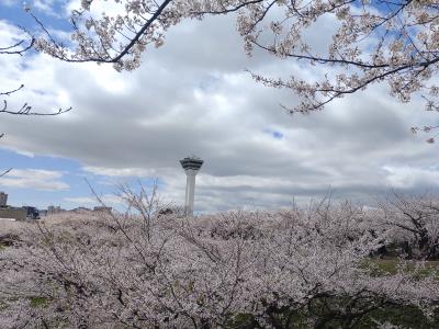 2025年4月　北海道函館　五稜郭公園の桜など