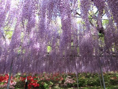 奇蹟の大藤 大渋滞 大混雑 それでも訪ねたあしかがフラワーパーク