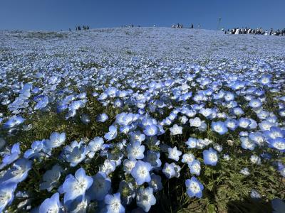 渋滞回避!ネモフィラと藤を楽しむGWの平日枠旅