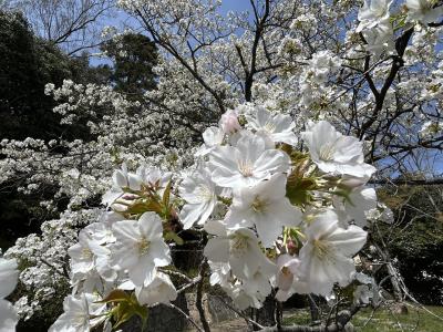 今年は見てなかった(ﾉ)･ω･(ヾ)　花とグルメの備忘録 2025 春