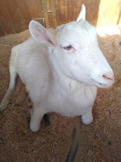 水を飲んでいるモルモット