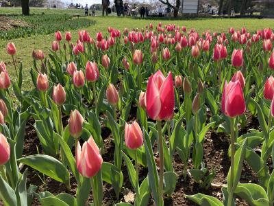 春真っ盛りの昭和記念公園2025