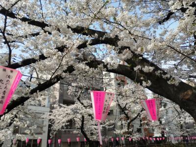  東京のさくらを愛でる　日中編