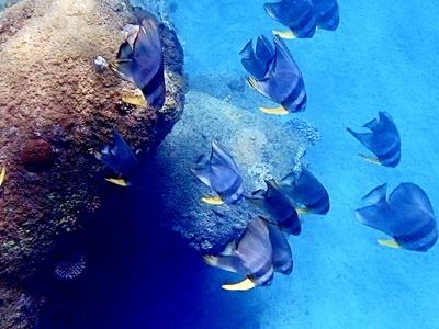 【タイさんの旅】西安室集落の海でシュノーケリング。加計呂麻島9日目