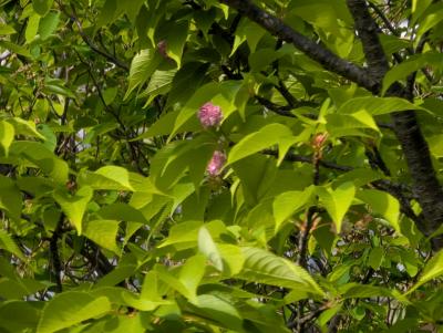 櫻誓願寺の菊桜・興正寺の藤 ・宝珠院のマメナシ（イヌナシ）・半僧坊新福寺の新免政名の碑2025