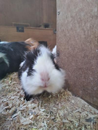 モルモットの撮影は・・。