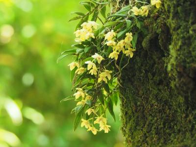 新緑トレッキング　日影沢～小仏城山～高尾山