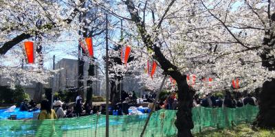 東京で桜を楽しんで来ました