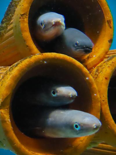 宮島陽春-8　宮島水族館a（みやじマリン）アナゴ･スナメリ･カキ養殖　☆瀬戸内海の自然/生物