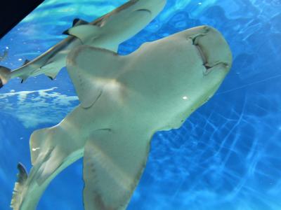 梅とアンコウそしてサメ 1泊2日水戸・大洗