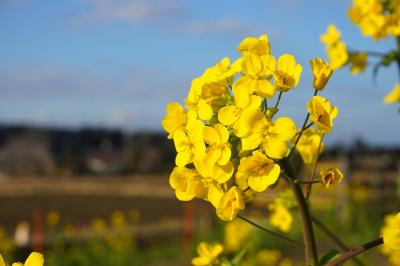 My Favorite 千葉 VOL.4