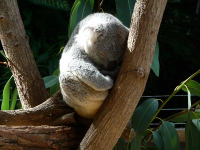 動物と出会えるかな?ケアンズへ②1日目