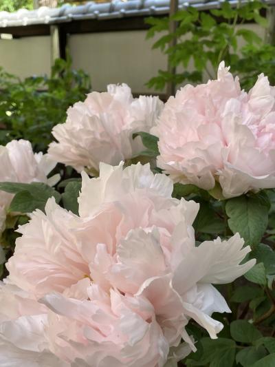 上野東照宮ぼたん苑