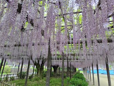 あいにくの雨が幸いした玉敷神社の大藤の花と子亀のうどん☆2025年5月