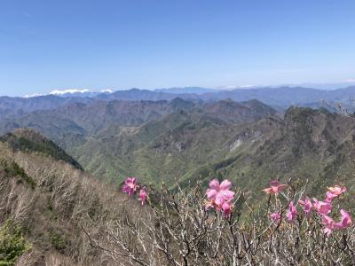 両神山に白井差口から～GWのアカヤシオ