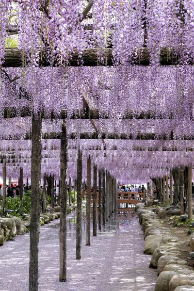 ■ 天王川公園の藤まつり 満開の藤　2025　＜愛知県・津島市＞