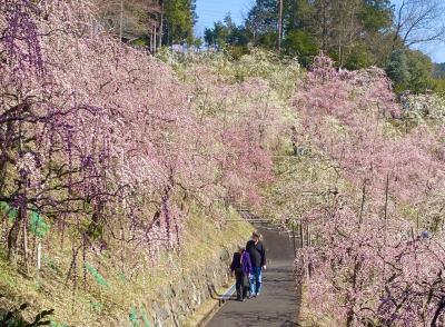 博物館　明治村60周年記念！古き良き時代を訪ねるコースに参加