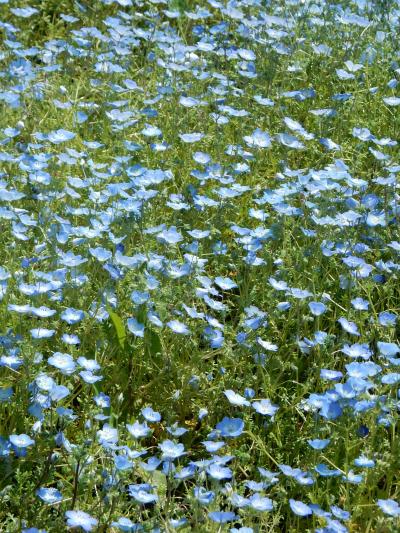 「　都立　舎人公園　”ネモフィラ”　を　さがしに　さんぽ　」2025