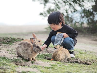 孫たちとうさぎの島へ