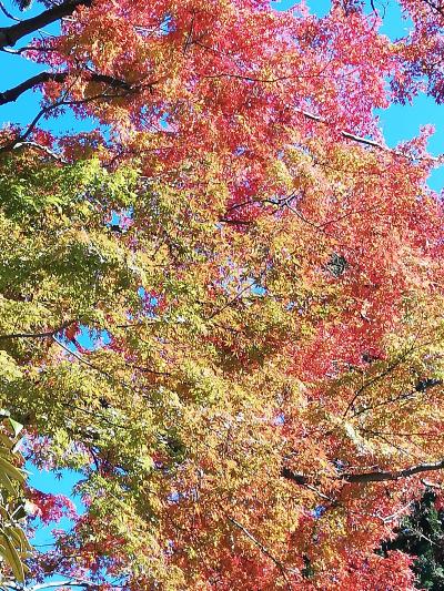 大山の紅葉を見てきました