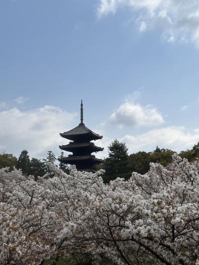 1泊2日で満開の桜を巡る旅~吉野山の奥千本と仁和寺の御室桜~②御室桜と美味しいモノ