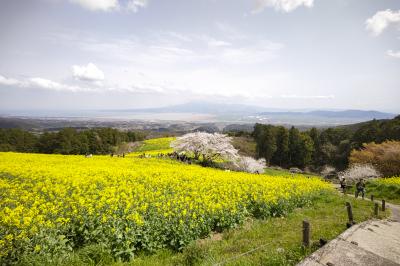 桜に菜の花そして夕陽…2025年4月・春満開の島原→天草巡りの旅～(1)