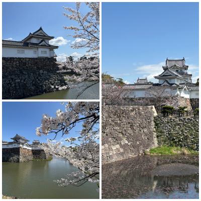 我らが横浜DENAベイスターズの応援で大阪へ！！ついでに大阪の街をプラプラ。⑤岸和田の街に行って、桜祭り開催中のお城を訪ねてみました。