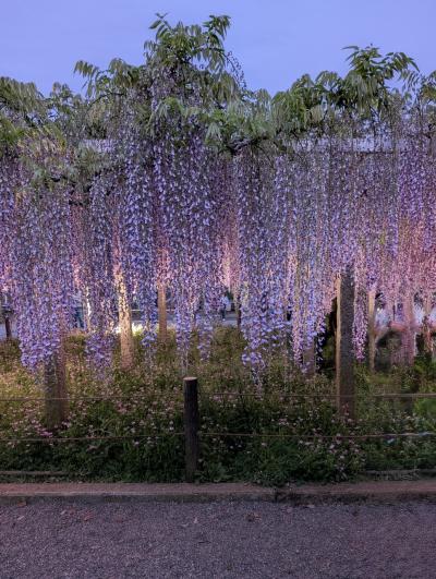 《2025.May》あみんちゅぶらり淡海を歩く旅そのLVIII守山・草津～湖国の藤名所を訪ねて編～