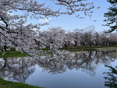 青森弘前城の桜、堀越城、禅林街、居酒屋