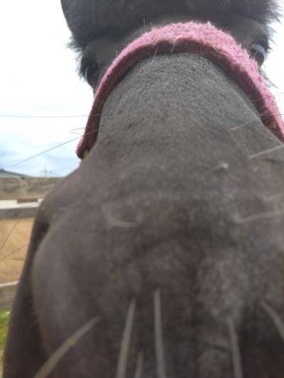 『こどもの日』のモルモット