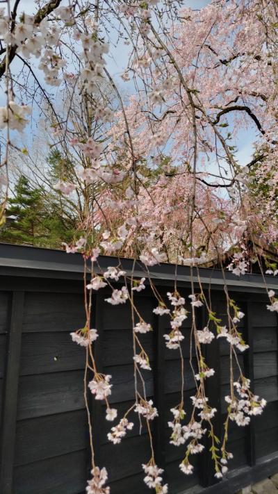 桜を求めて東北巡り　1日目　角館