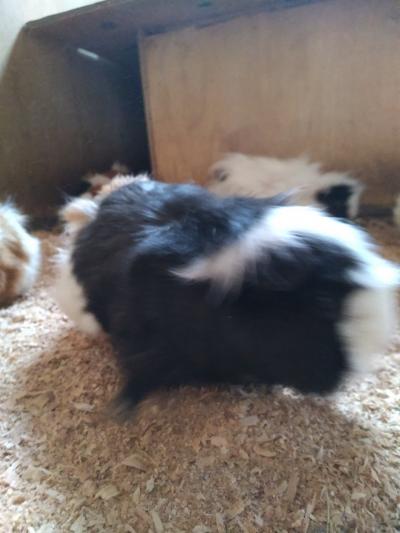 振替休日のモルモット