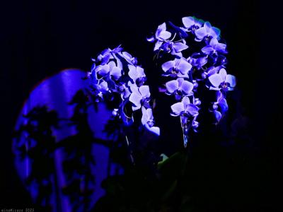 「とちぎ花センター」の洋蘭展_2025_青い胡蝶蘭など、珍しい洋ランもありました（栃木市）