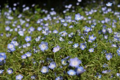 日比谷公園のネモフィラ