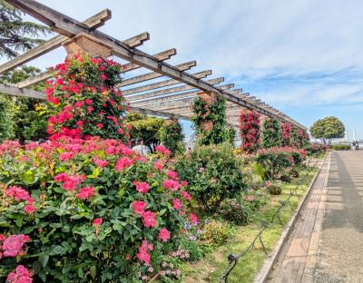 2025年5月初旬、横浜公園、山下公園の開花状況を観賞。